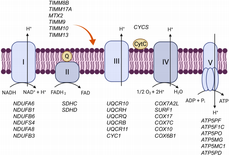 Tesamorelin Advancements in Treating HIV-Associated NAFLD and Its Potential Implications(images 3)