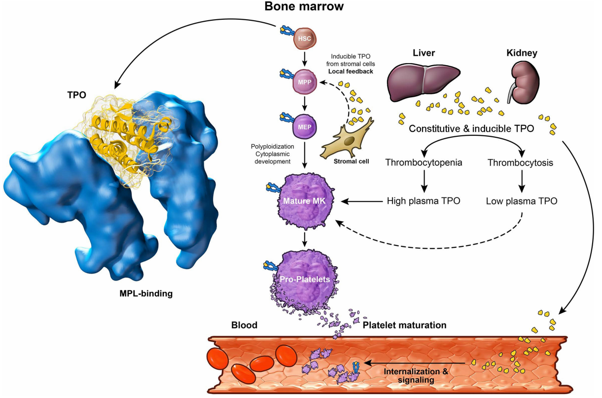 Romiplostim: A Comprehensive Review of Mechanism, Clinical Applications, and Future Directions in Thrombocytopenia Treatment(images 1)