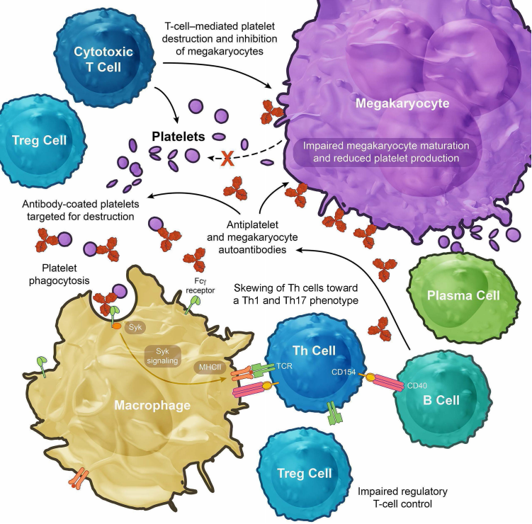 Romiplostim: A Comprehensive Review of Mechanism, Clinical Applications, and Future Directions in Thrombocytopenia Treatment(images 2)