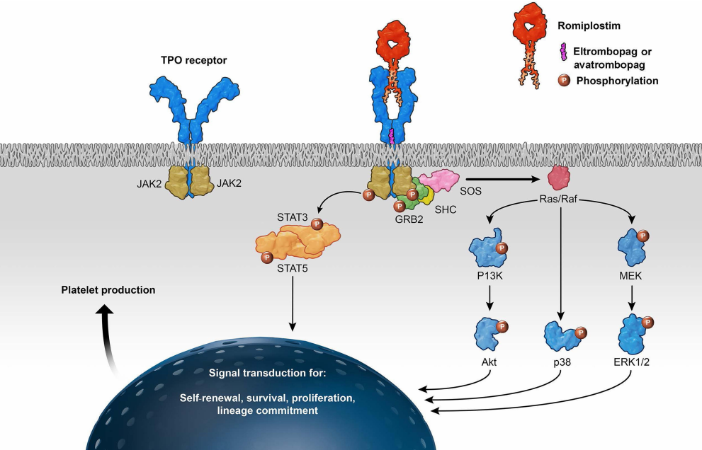 Romiplostim: A Comprehensive Review of Mechanism, Clinical Applications, and Future Directions in Thrombocytopenia Treatment(images 3)