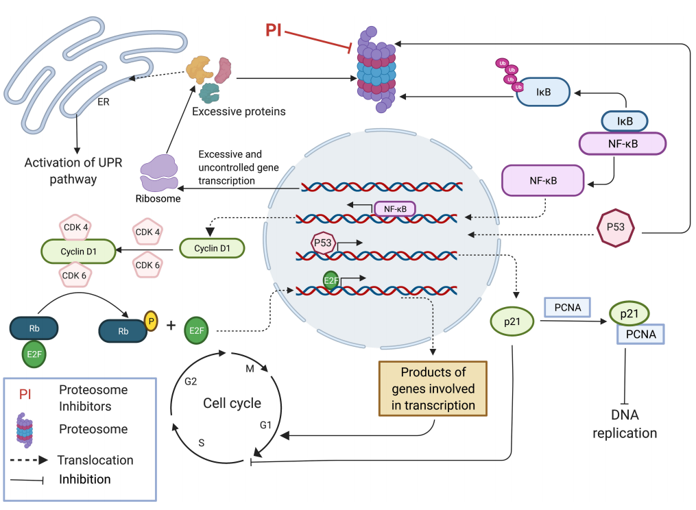 Carfilzomib: A Cutting-Edge Proteasome Inhibitor Transforming Multiple Myeloma Treatment(images 1)