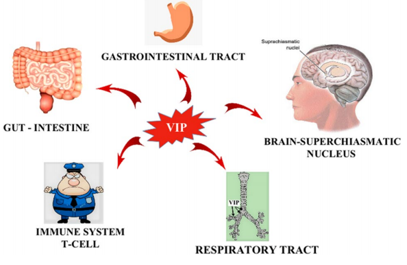 Aviptadil A Breakthrough in Respiratory Therapy and Immune Modulation for COVID-19 and Beyond（images 2）