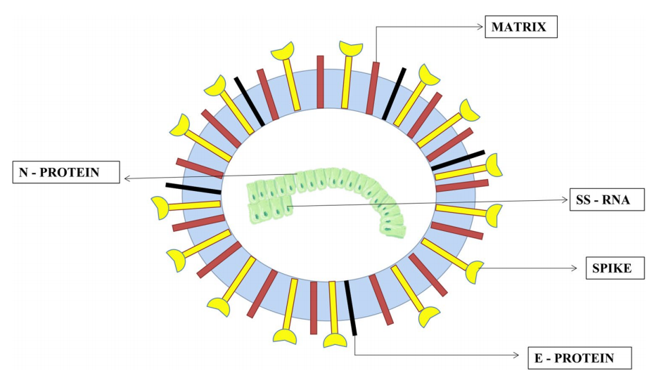 Aviptadil A Breakthrough in Respiratory Therapy and Immune Modulation for COVID-19 and Beyond（images 3）