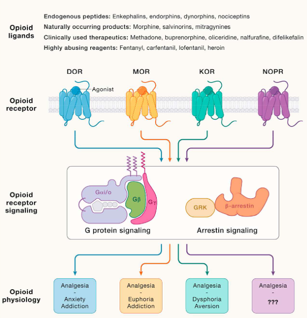 Unlocking the Therapeutic Potential of Difelikefalin: Advancing Treatment for CKD-Associated Pruritus（images 2）