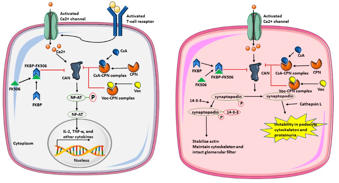 Voclosporin: A Breakthrough Calcineurin Inhibitor in the Treatment of Lupus Nephritis（images 1）