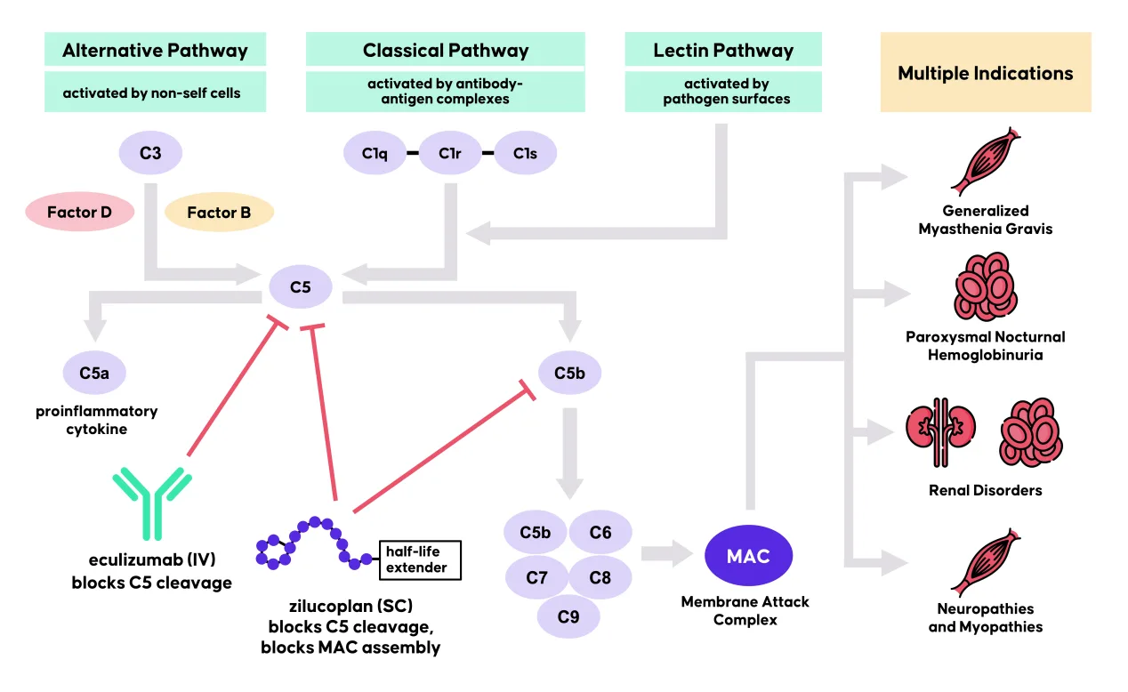 1715191284-240317-zilucoplan-fig-2-complement-system-r1