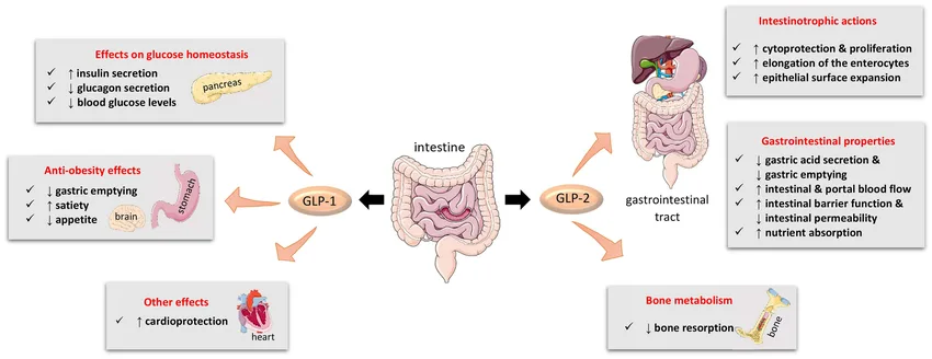 Main-biological-actions-of-GLP-1-and-GLP-2-Abbreviations-GLP-glucagon-like-peptide