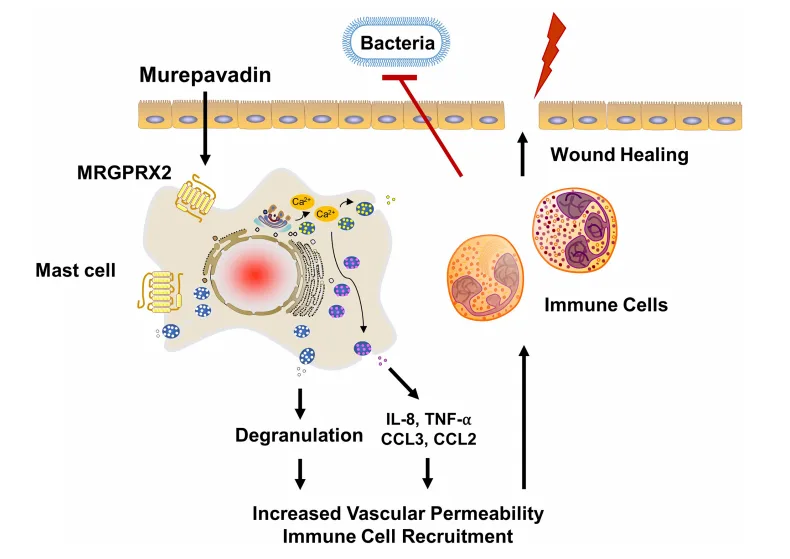 Murepavadin: A Breakthrough in Combatting Pseudomonas aeruginosa and Antibiotic Resistance Through Dual Mechanisms（images 2）