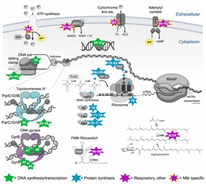 Peceleganan: A New Era in Antimicrobial Peptide Therapy for Resistant Wound Infections（images 1）