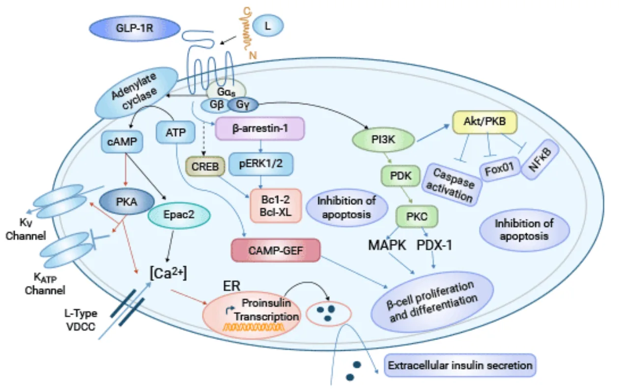 Ecnoglutide: A Breakthrough cAMP-Biased GLP-1 Analog Transforming Type 2 Diabetes and Obesity Management(images 1)