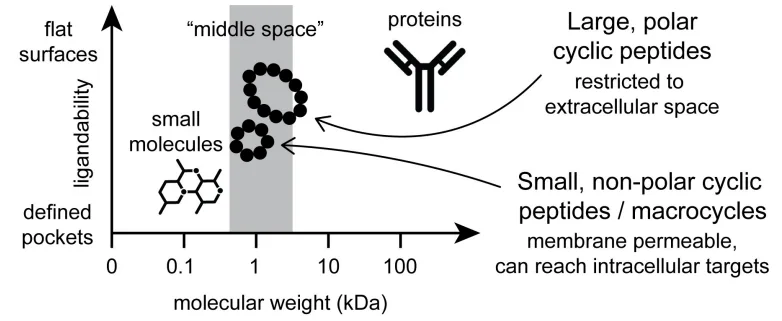 Ringing in Revolution: How Cyclic Peptides Are Shaping the Future of Drug Development(images 3)