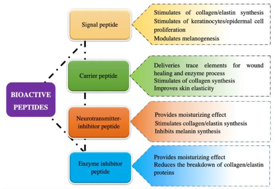 Harnessing Bioactive Peptides in Cosmetics: Innovations and Mechanisms for Advanced Skin Care（images 1）