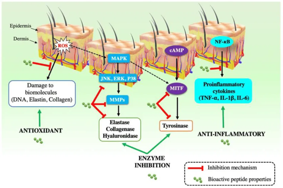 Harnessing Bioactive Peptides in Cosmetics: Innovations and Mechanisms for Advanced Skin Care（images 2）