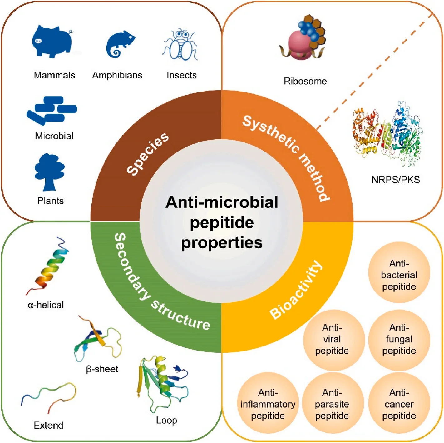 Antimicrobial Peptides: Pioneering the Future of Infection Control and Combating Antibiotic Resistance(images 1)