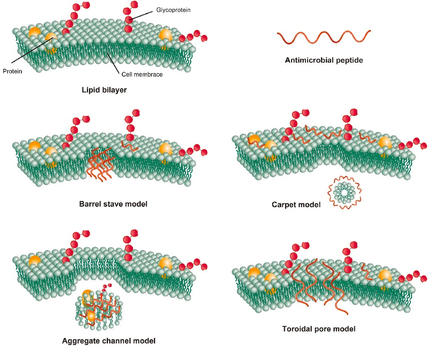 Antimicrobial Peptides: Pioneering the Future of Infection Control and Combating Antibiotic Resistance(images 2)
