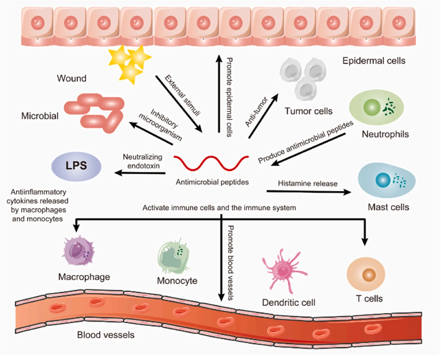 Antimicrobial Peptides: Pioneering the Future of Infection Control and Combating Antibiotic Resistance(images 3)