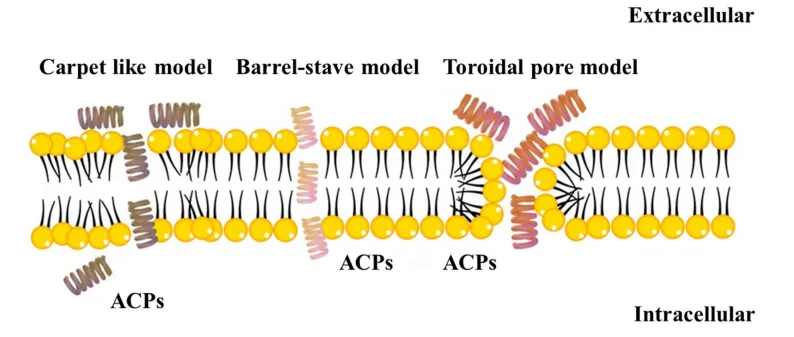 Anticancer Peptides: A New Frontier in Cancer Treatment and Drug Innovation（images 1）