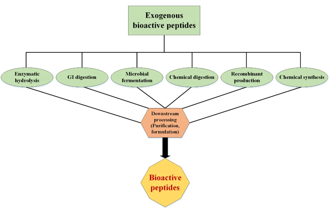 Bioactive Peptides: Unveiling Their Therapeutic Potential and Multidisciplinary Applications(images 1)