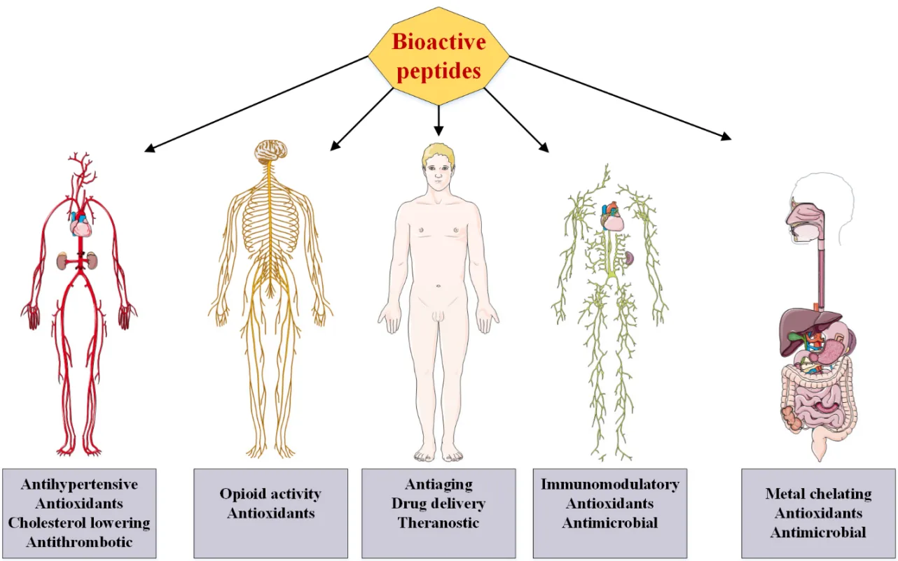 Bioactive Peptides: Unveiling Their Therapeutic Potential and Multidisciplinary Applications(images 3)