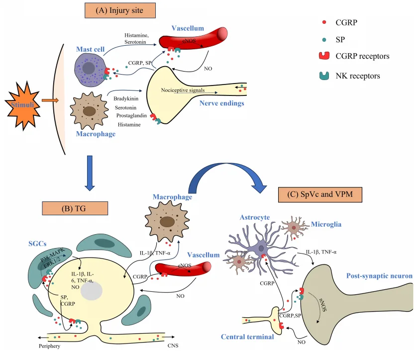 Exploring the Role of Neuropeptides in Orofacial Pain: Implications for Future Treatments（images 1）