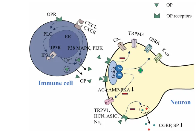Exploring the Role of Neuropeptides in Orofacial Pain: Implications for Future Treatments（images 2）