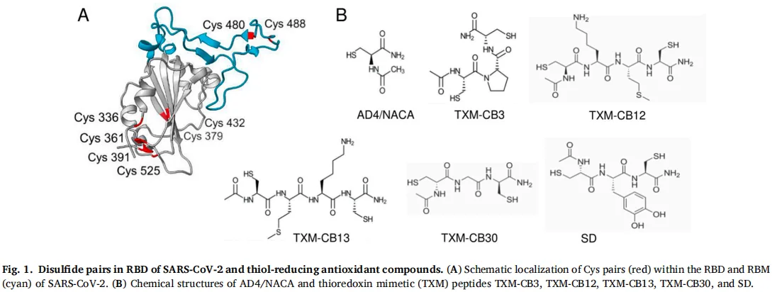 TXM Peptides: A Promising Antiviral and Anti-Inflammatory Therapeutic Strategy Against SARS-CoV-2（images 1）