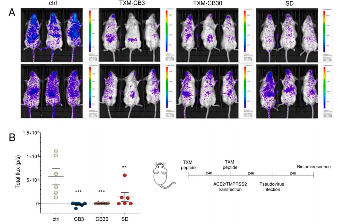 TXM Peptides: A Promising Antiviral and Anti-Inflammatory Therapeutic Strategy Against SARS-CoV-2（images 2）