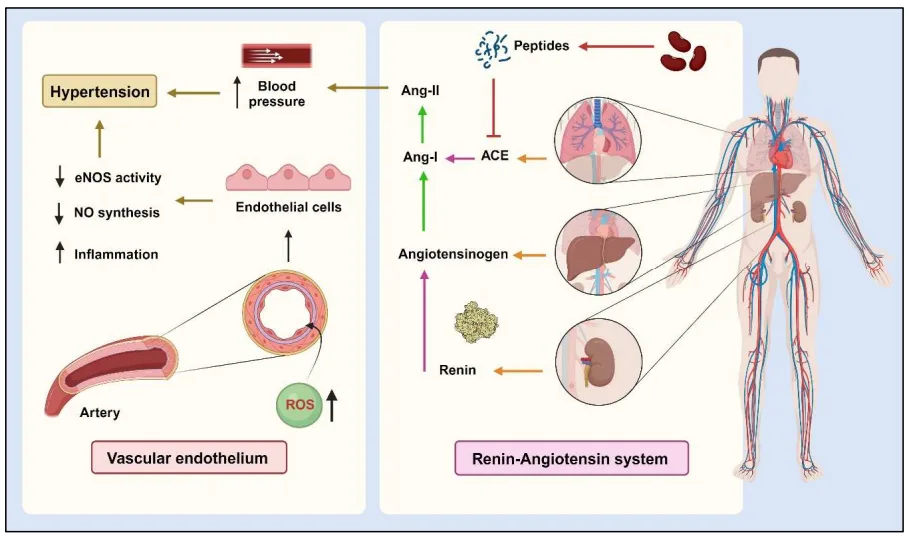 Legume-Derived Bioactive Peptides: A Natural Approach to Cardiovascular Disease Prevention and Therapy(images 1)