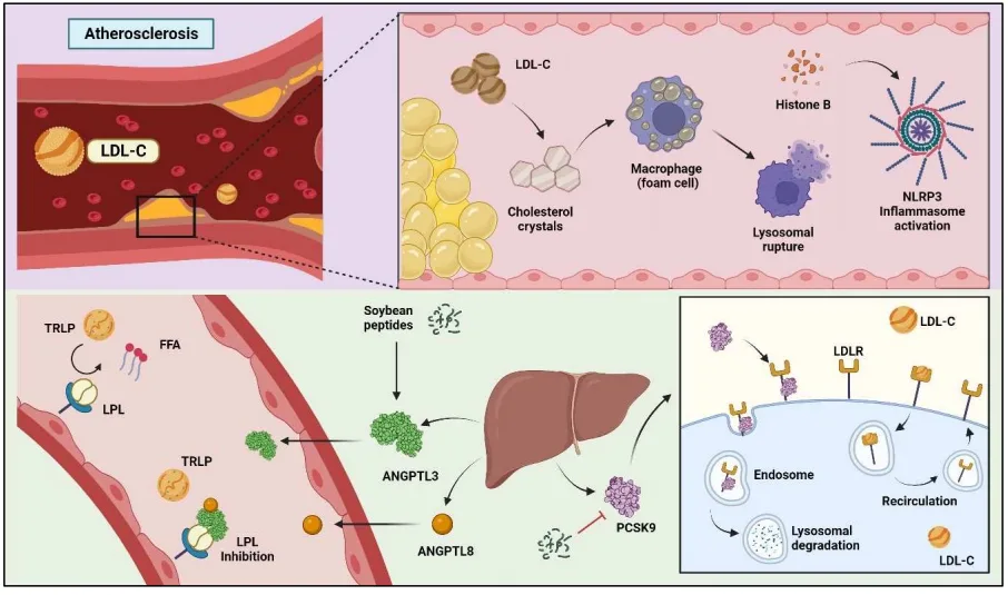 Legume-Derived Bioactive Peptides: A Natural Approach to Cardiovascular Disease Prevention and Therapy(images 2)