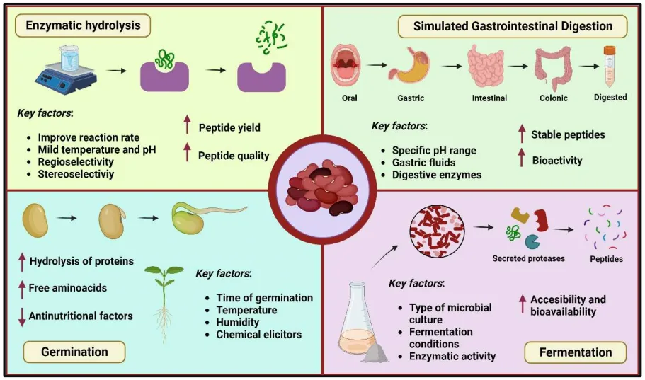 Legume-Derived Bioactive Peptides: A Natural Approach to Cardiovascular Disease Prevention and Therapy(images 3)