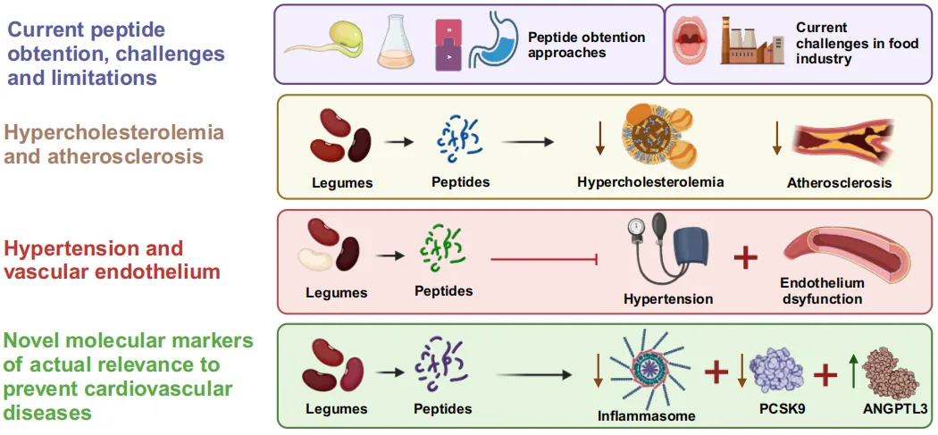 Legume-Derived Bioactive Peptides: A Natural Approach to Cardiovascular Disease Prevention and Therapy(images 4)