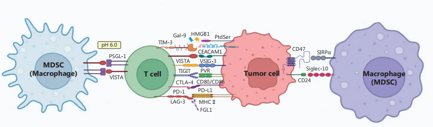 Peptide-Based Immune Checkpoint Inhibitors: The Next Frontier in Cancer Immunotherapy（images 1）