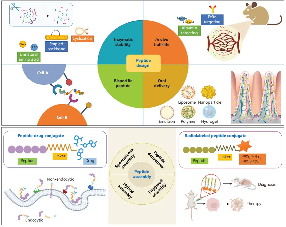 Peptide-Based Immune Checkpoint Inhibitors: The Next Frontier in Cancer Immunotherapy（images 3）