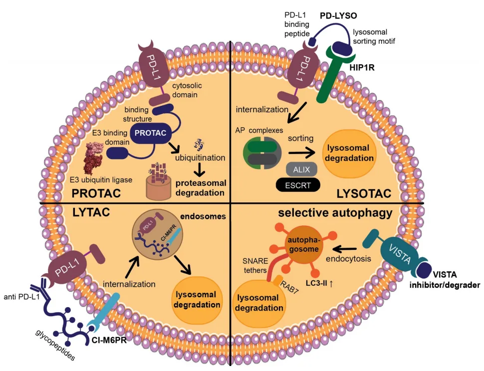 The Future of Immune Checkpoint Inhibition – Small Molecule and Peptide-Based Approaches（images 2）