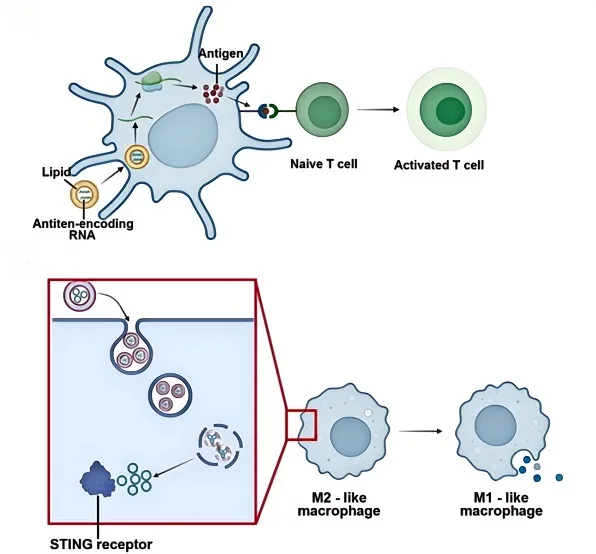 The Future of Immune Checkpoint Inhibition – Small Molecule and Peptide-Based Approaches（images 3）