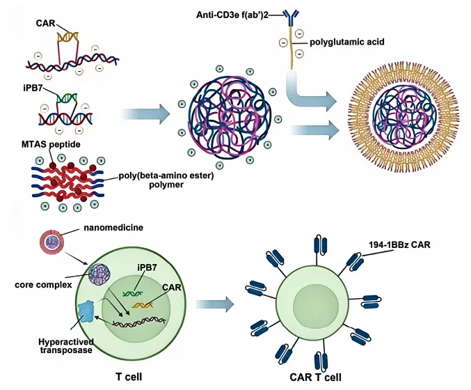 The Future of Immune Checkpoint Inhibition – Small Molecule and Peptide-Based Approaches（images 4）