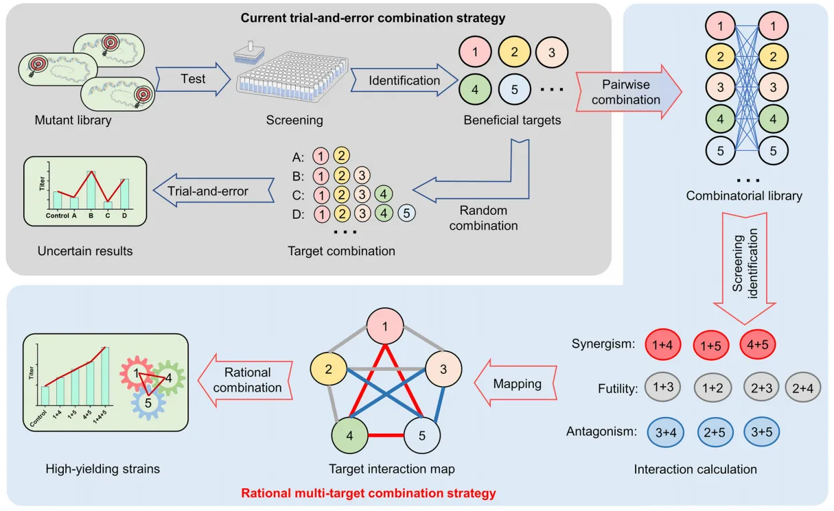 From Bottlenecks to Breakthroughs: Redesigning Microbial Strains for Enhanced Peptide Production（images 1）