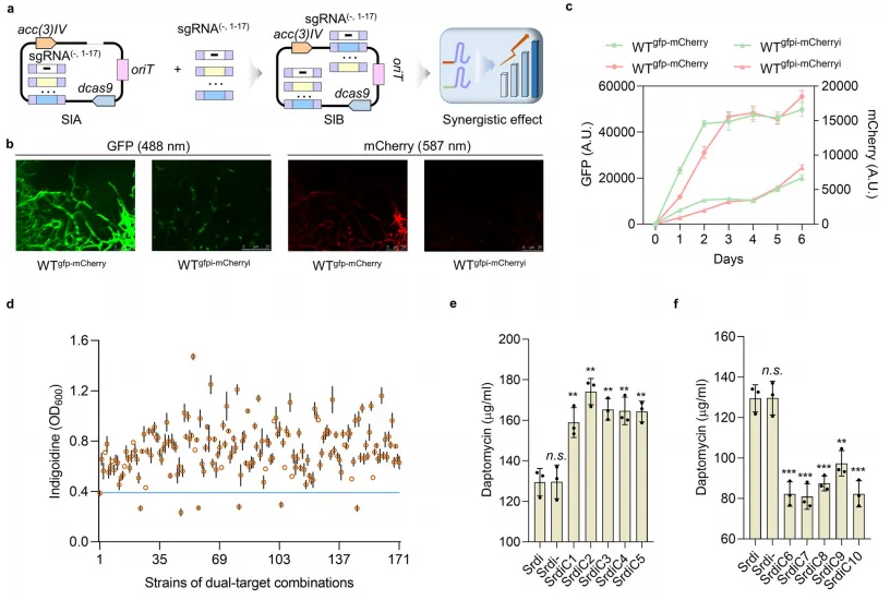 From Bottlenecks to Breakthroughs: Redesigning Microbial Strains for Enhanced Peptide Production（images 2）