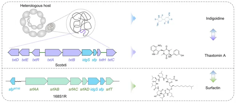 From Bottlenecks to Breakthroughs: Redesigning Microbial Strains for Enhanced Peptide Production（images 3）