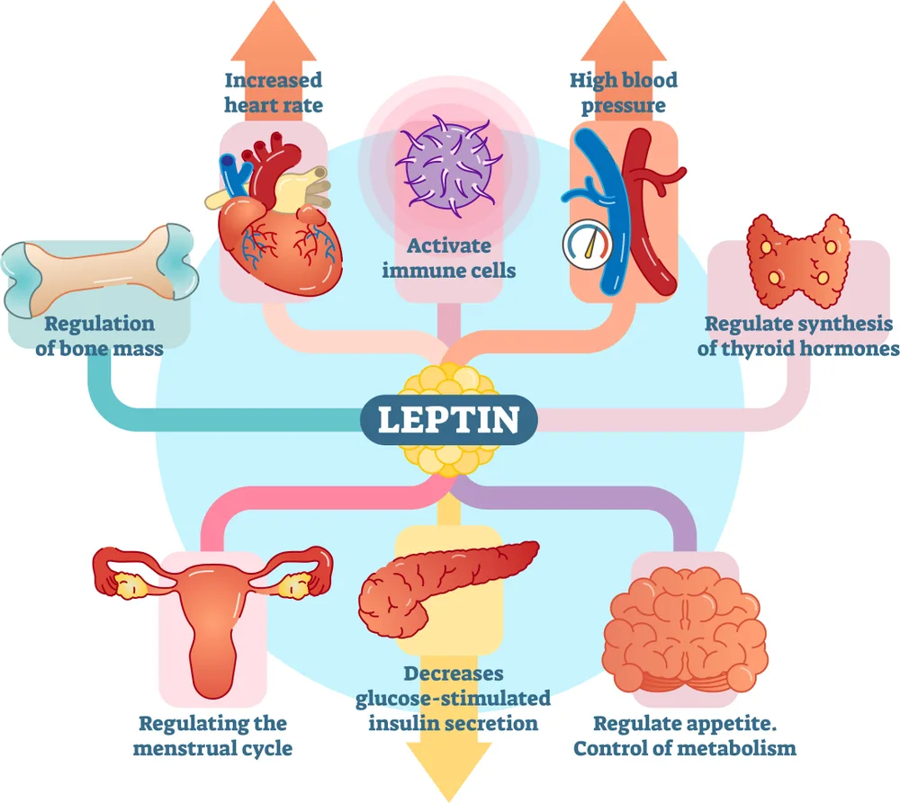 The-Biological-Role-of-the-Leptin-Hormone-in-Weight-Management
