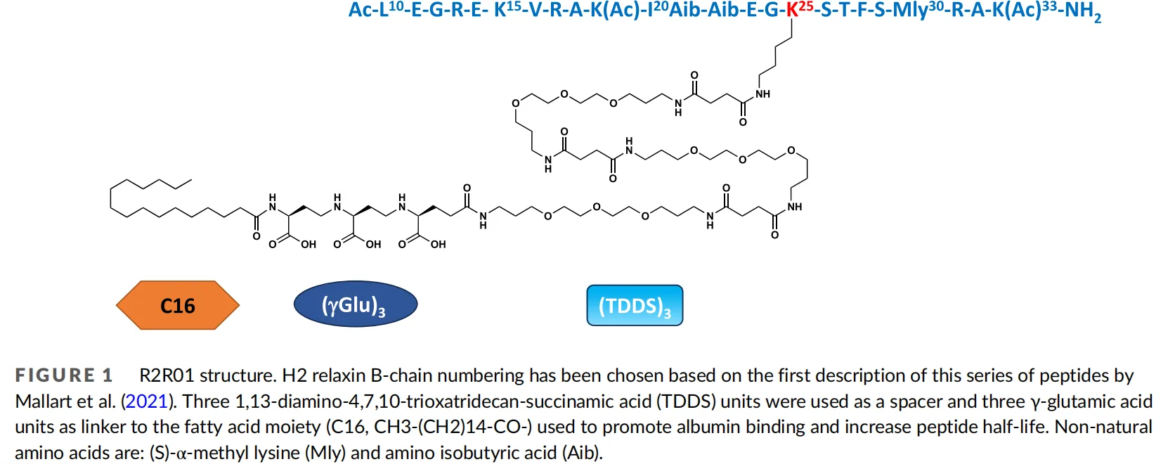Beyond Serelaxin: Engineering Durable RXFP1 Agonists for Next-Generation Cardiovascular and Renal Therapy(images 1)