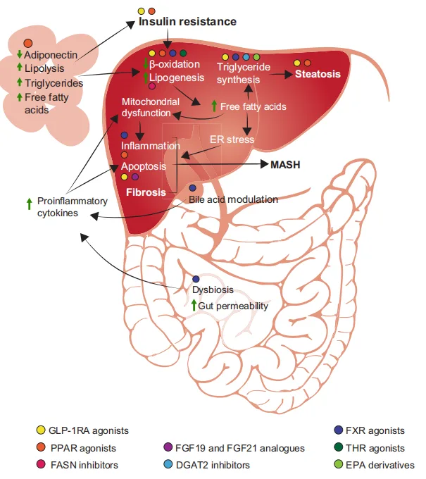From Diabetes to Liver Disease: The Expanding Role of GLP-1 Receptor Agonists（images 2）