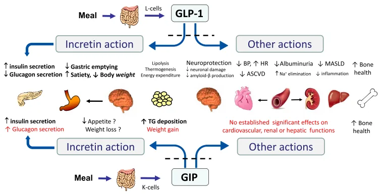 Beyond Blood Sugar: How Incretin Peptides Are Redefining Metabolic Health(images 2)