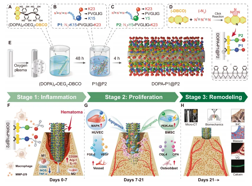 Smart Healing: How Peptide-Based Coatings Are Revolutionizing Bone Implants（images 1）