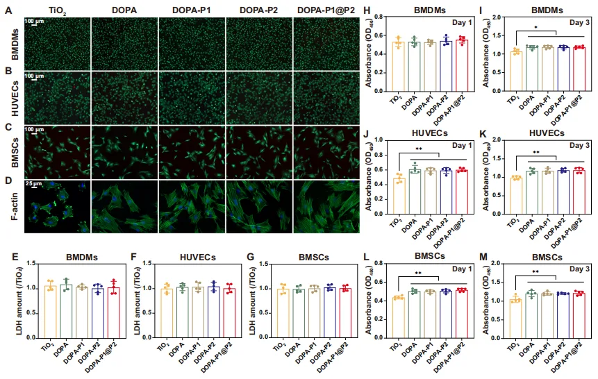Smart Healing: How Peptide-Based Coatings Are Revolutionizing Bone Implants（images 2）