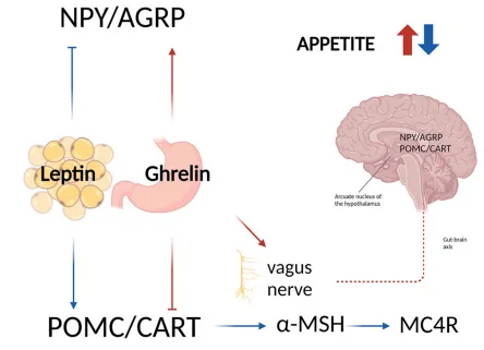 The Hidden Signals: Leptin, Ghrelin, and the Battle for Balance(images 1)