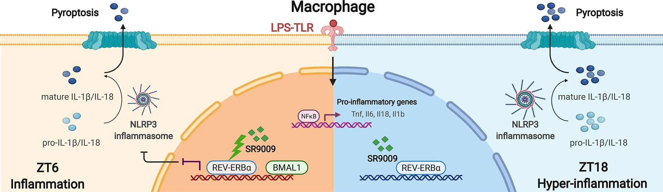 1-s2.0-S0006295221003142-ga1_lrg