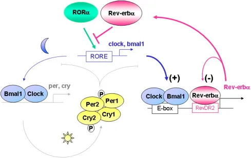 1-s2.0-S0014579307009088-gr1