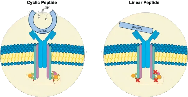 cycli-peptide-vs-linear-peptide-LifeTein(1)