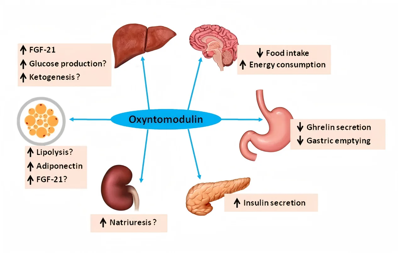 Oxyntomodulin-action-1